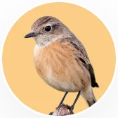 Songbird portrait in a circular frame