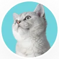 Grey kitten portrait in a circular frame