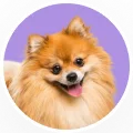 Pomeranian puppy portrait in a circular frame