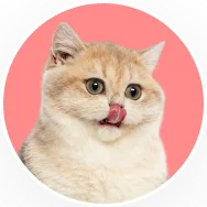 Cream British Shorthair cat portrait in a circular frame