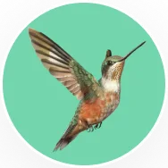 Hummingbird in flight in a circular frame