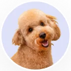 Apricot poodle portrait in a circular frame